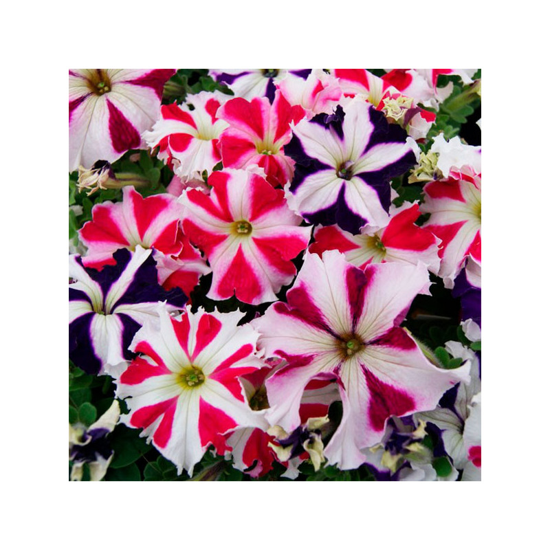 Petunia 1000 Semillas grandiflora Tango All Star Mix PLT Flor Maceta 74.576271 Petunia 1000 Semillas grandiflora Tango All Star Petunia 1000 Semillas grandiflora Tango All Star Mix PLT Flor Maceta 74.576271 Petunia 1000 Semillas grandiflora Tango All Star