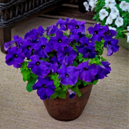 Petunia 1000 Semillas grandiflora Tritunia Blue Flor Maceta