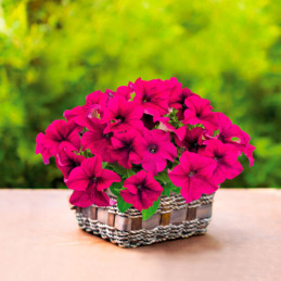  Petunia 1000 Semillas grandiflora Success 360 Purple PLT Flor Maceta 74.576271 Petunia 1000 Semillas grandiflora Success 360 Pu