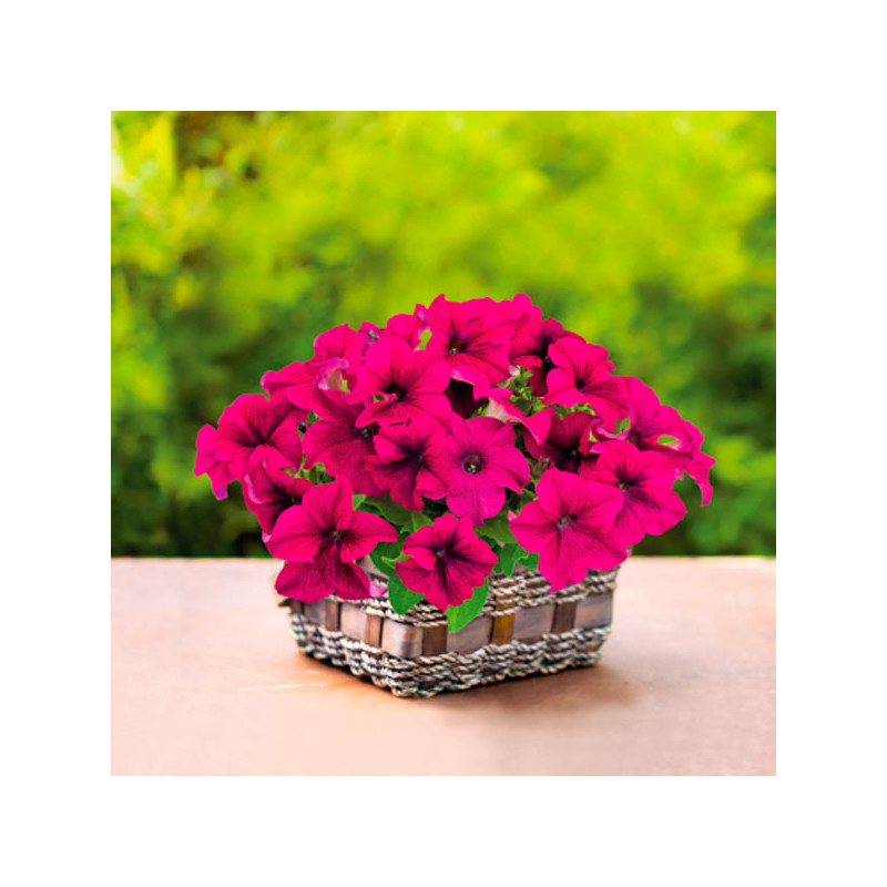  Petunia 1000 Semillas grandiflora Success 360 Purple PLT Flor Maceta 74.576271 Petunia 1000 Semillas grandiflora Success 360 Pu