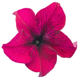  Petunia 1000 Semillas grandiflora Success 360 Burgundy PLT Flor Maceta 74.576271 Petunia 1000 Semillas grandiflora Success 360 
