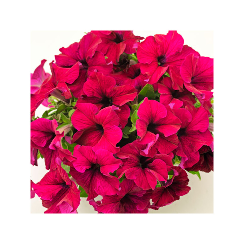  Petunia 1000 Semillas grandiflora Success 360 Burgundy PLT Flor Maceta 74.576271 Petunia 1000 Semillas grandiflora Success 360 
