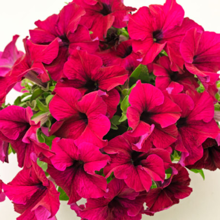  Petunia 1000 Semillas grandiflora Success 360 Burgundy PLT Flor Maceta 74.576271 Petunia 1000 Semillas grandiflora Success 360 