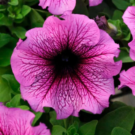  Petunia 1000 Semillas grandiflora Daddy Sugar PLT Flor Maceta 74.576271 Petunia 1000 Semillas grandiflora Daddy Sugar PLT Flor 