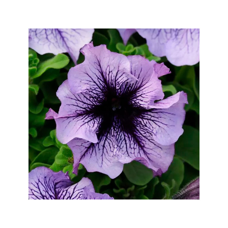 Petunia 1000 Semillas grandiflora Daddy Blue PLT Flor Maceta 74.576271 Petunia 1000 Semillas grandiflora Daddy Blue PLT Flor Ma Petunia 1000 Semillas grandiflora Daddy Blue PLT Flor Maceta 74.576271 Petunia 1000 Semillas grandiflora Daddy Blue PLT Flor Ma