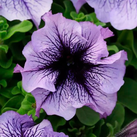  Petunia 1000 Semillas grandiflora Daddy Blue PLT Flor Maceta 74.576271 Petunia 1000 Semillas grandiflora Daddy Blue PLT Flor Ma