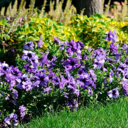  Petunia 1000 Semillas grandiflora Daddy Blue PLT Flor Maceta 74.576271 Petunia 1000 Semillas grandiflora Daddy Blue PLT Flor Ma
