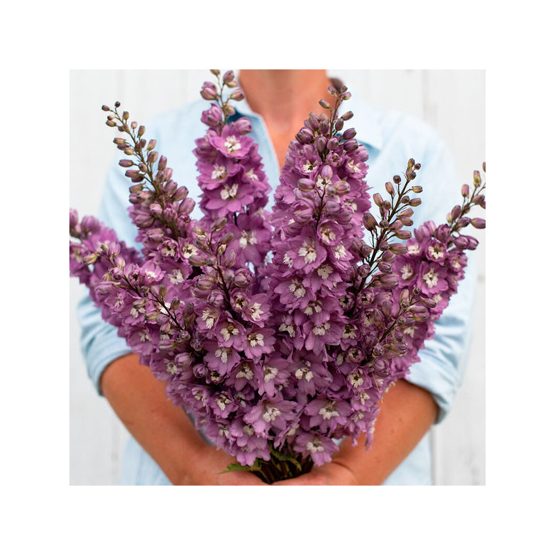  Espuela de Caballero 1000 Semillas Delphinium elatum Magic Fountains Lilac Pink White Bee Flor Corte 74.576271 Espuela de Cabal