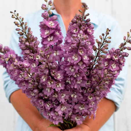 Espuela de Caballero 1000 Semillas Delphinium elatum Magic Fountains Lilac Pink White Bee Flor Corte 74.576271 Espuela de Cabal