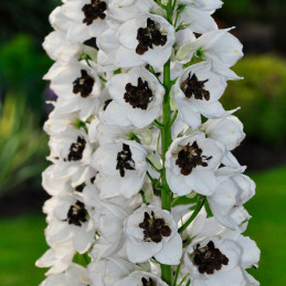 Espuela de Caballero 1000 Semillas Delphinium elatum Magic Fountains White Dark Bee Flor Corte