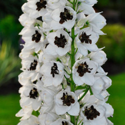  Espuela de Caballero 1000 Semillas Delphinium elatum Magic Fountains White Dark Bee Flor Corte 74.576271 Espuela de Caballero 1
