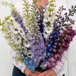  Espuela de Caballero 1000 Semillas Delphinium elatum Magic Fountains Mix Flor Corte 74.576271 Espuela de Caballero 1000 Semilla