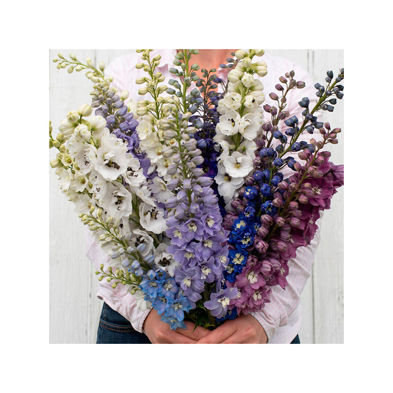 Espuela de Caballero 1000 Semillas Delphinium elatum Magic Fountains Mix Flor Corte 74.576271 Espuela de Caballero 1000 Semilla Espuela de Caballero 1000 Semillas Delphinium elatum Magic Fountains Mix Flor Corte 74.576271 Espuela de Caballero 1000 Semilla