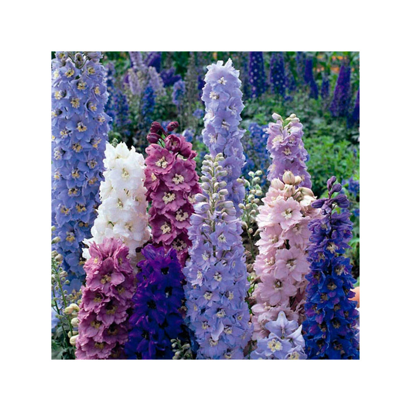 Espuela de Caballero 1000 Semillas Delphinium hybrida Benary Pacific Mix Flor Corte 74.576271 Espuela de Caballero 1000 Semilla Espuela de Caballero 1000 Semillas Delphinium hybrida Benary Pacific Mix Flor Corte 74.576271 Espuela de Caballero 1000 Semilla