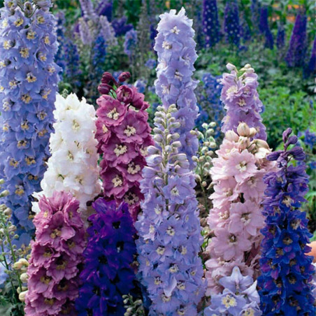  Espuela de Caballero 1000 Semillas Delphinium hybrida Benary Pacific Mix Flor Corte 74.576271 Espuela de Caballero 1000 Semilla
