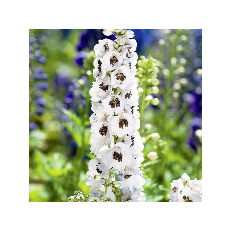 Espuela de Caballero 1000 Semillas Delphinium hybrida Benary Pacific Percival Flor Corte 74.576271 Espuela de Caballero 1000 Se Espuela de Caballero 1000 Semillas Delphinium hybrida Benary Pacific Percival Flor Corte 74.576271 Espuela de Caballero 1000 Se