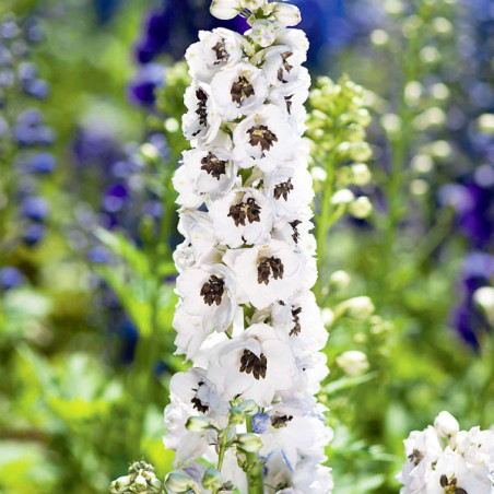  Espuela de Caballero 1000 Semillas Delphinium hybrida Benary Pacific Percival Flor Corte 74.576271 Espuela de Caballero 1000 Se