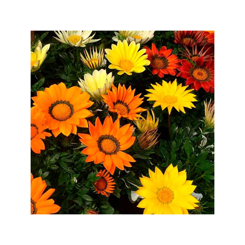 Gazania 1000 Semillas rigens Enorma Mix Full Flor Maceta Jardin 166.101695 Gazania 1000 Semillas rigens Enorma Mix Full Flor Ma Gazania 1000 Semillas rigens Enorma Mix Full Flor Maceta Jardin 166.101695 Gazania 1000 Semillas rigens Enorma Mix Full Flor Ma