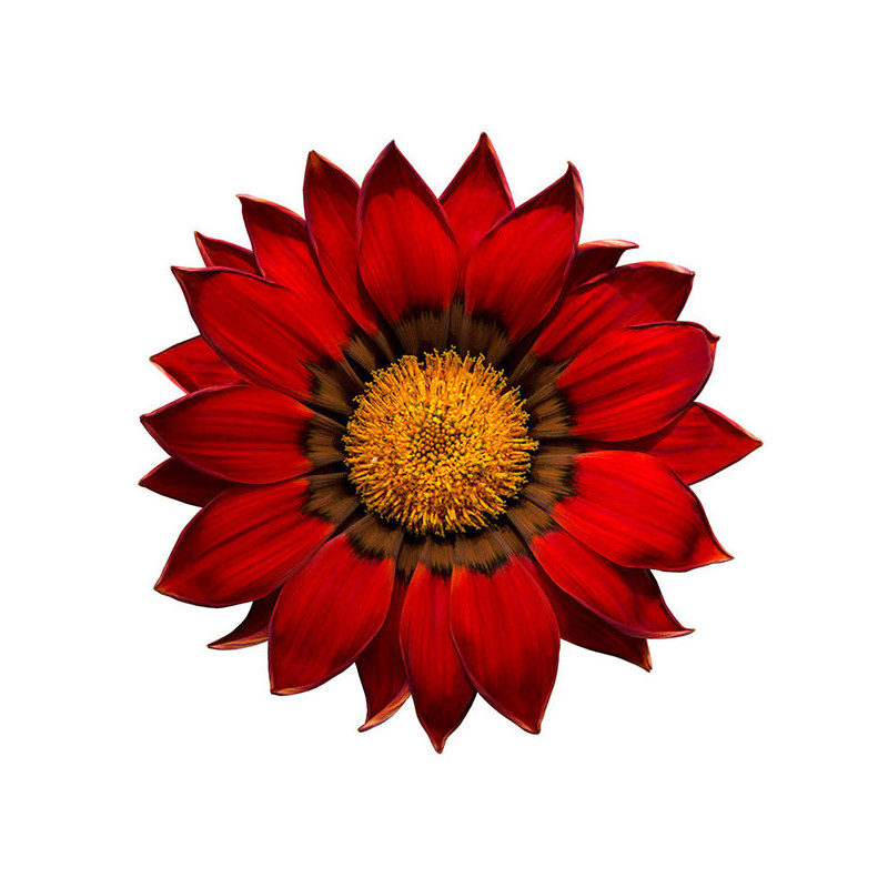 Gazania 1000 Semillas rigens Enorma Red Ring Flor Maceta Jardin 149.152542 Gazania 1000 Semillas rigens Enorma Red Ring Flor Ma Gazania 1000 Semillas rigens Enorma Red Ring Flor Maceta Jardin 149.152542 Gazania 1000 Semillas rigens Enorma Red Ring Flor Ma