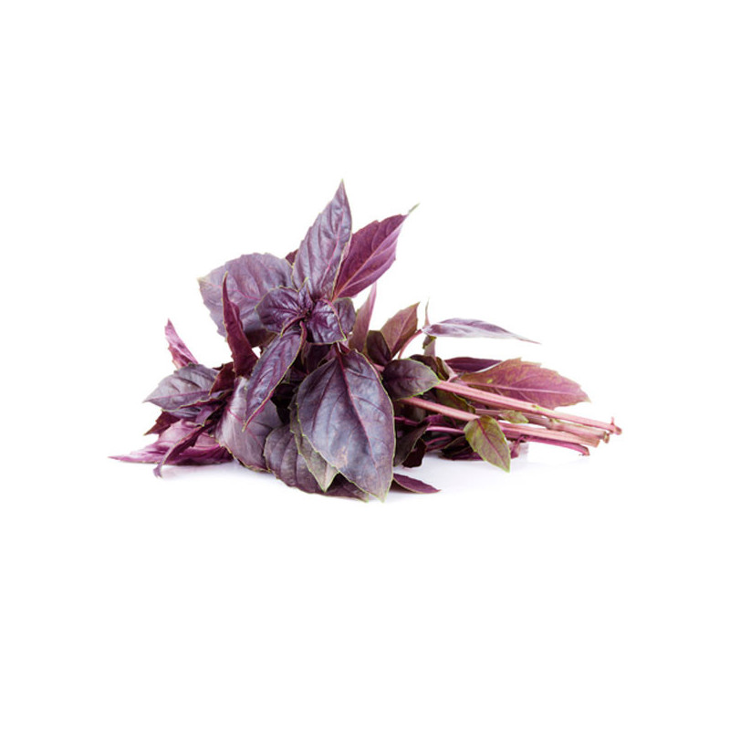 Albahaca Rosa Roja 1000 Semillas Ocimum basilicum Basil Red Rosie Hierba Aromatica 44.915254 Albahaca Rosa Roja 1000 Semillas O Albahaca Rosa Roja 1000 Semillas Ocimum basilicum Basil Red Rosie Hierba Aromatica 44.915254 Albahaca Rosa Roja 1000 Semillas O