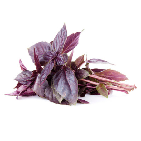  Albahaca Rosa Roja 1000 Semillas Ocimum basilicum Basil Red Rosie Hierba Aromatica 44.915254 Albahaca Rosa Roja 1000 Semillas O