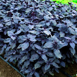  Albahaca Rosa Roja 1000 Semillas Ocimum basilicum Basil Red Rosie Hierba Aromatica 44.915254 Albahaca Rosa Roja 1000 Semillas O