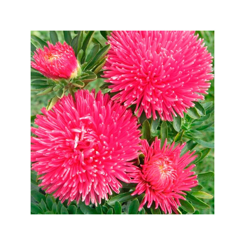  Aster 1000 Semillas Callistephus chinensis Gala Carmine Rose Flor Corte 88.983051 Aster 1000 Semillas Callistephus chinensis Ga