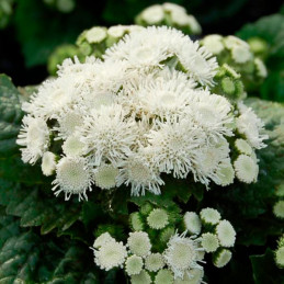  Agerato 1000 Semillas Ageratum houstonianum Aloha White Flor Maceta Anual 88.135593 Agerato 1000 Semillas Ageratum houstonianum