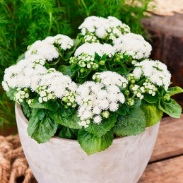  Agerato 1000 Semillas Ageratum houstonianum Aloha White Flor Maceta Anual 88.135593 Agerato 1000 Semillas Ageratum houstonianum