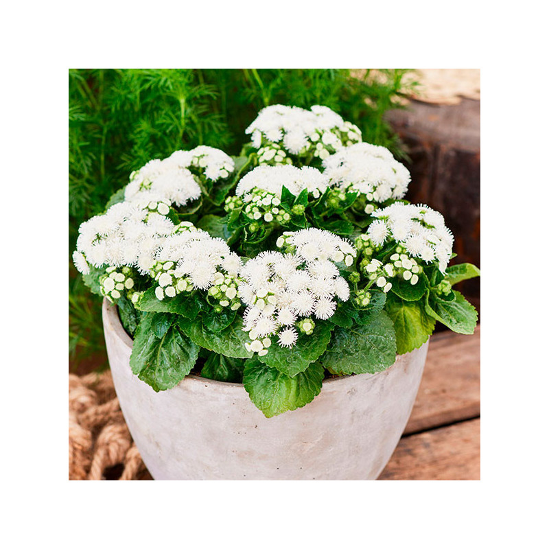  Agerato 1000 Semillas Ageratum houstonianum Aloha White Flor Maceta Anual 88.135593 Agerato 1000 Semillas Ageratum houstonianum