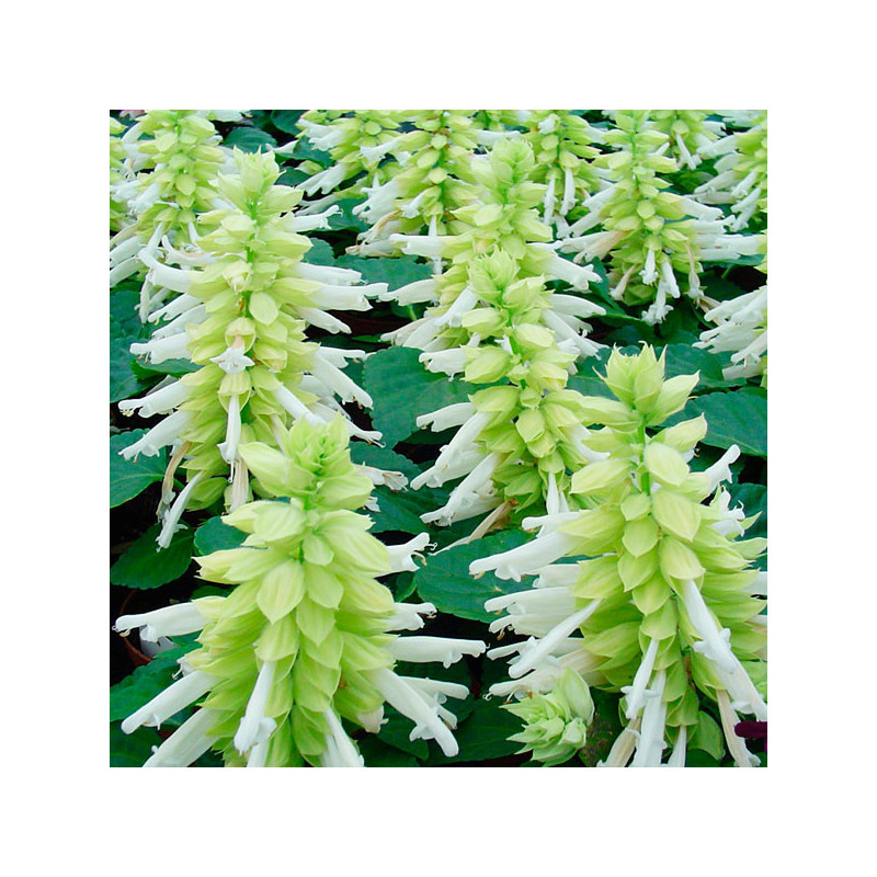 Salvia 1000 Semillas splendens Reddy White Flor Maceta Anual 80.508475 Salvia 1000 Semillas splendens Reddy White Flor Maceta A Salvia 1000 Semillas splendens Reddy White Flor Maceta Anual 80.508475 Salvia 1000 Semillas splendens Reddy White Flor Maceta A