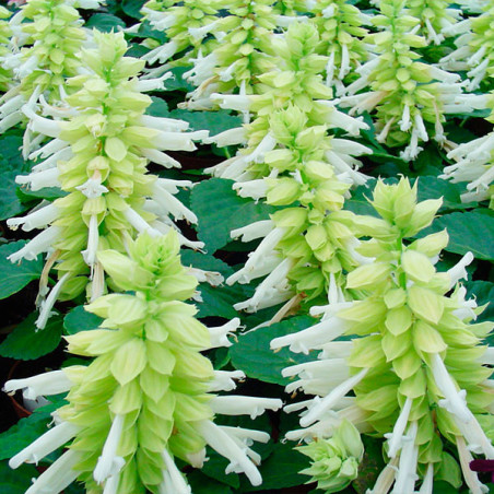  Salvia 1000 Semillas splendens Reddy White Flor Maceta Anual 80.508475 Salvia 1000 Semillas splendens Reddy White Flor Maceta A
