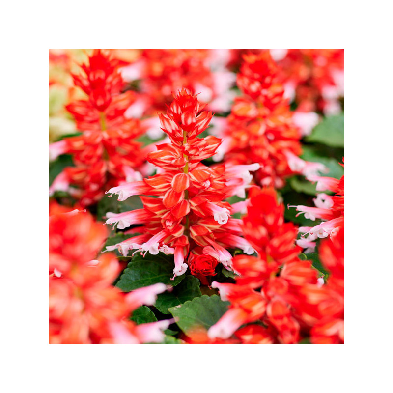  Salvia 1000 Semillas splendens Salsa Scarlet Bicolor Flor Maceta Anual 80.508475 Salvia 1000 Semillas splendens Salsa Scarlet B
