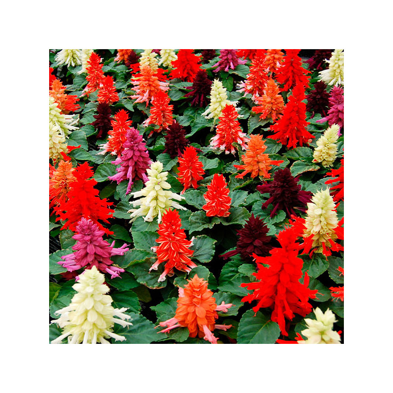 Salvia 1000 Semillas splendens Reddy Full Mixture Flor Maceta Anual 80.508475 Salvia 1000 Semillas splendens Reddy Full Mixture Salvia 1000 Semillas splendens Reddy Full Mixture Flor Maceta Anual 80.508475 Salvia 1000 Semillas splendens Reddy Full Mixture