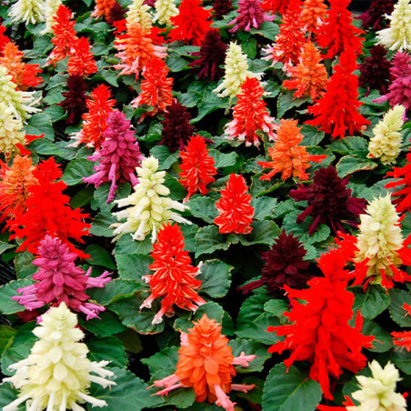  Salvia 1000 Semillas splendens Reddy Full Mixture Flor Maceta Anual 80.508475 Salvia 1000 Semillas splendens Reddy Full Mixture