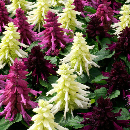  Salvia 1000 Semillas splendens Reddy Nero Mixture Flor Maceta Anual 80.508475 Salvia 1000 Semillas splendens Reddy Nero Mixture