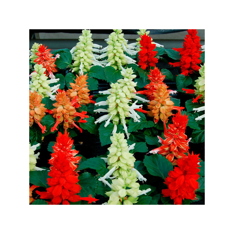  Salvia 1000 Semillas splendens Reddy Mix Cleopatra Flor Maceta Anual 80.508475 Salvia 1000 Semillas splendens Reddy Mix Cleopat