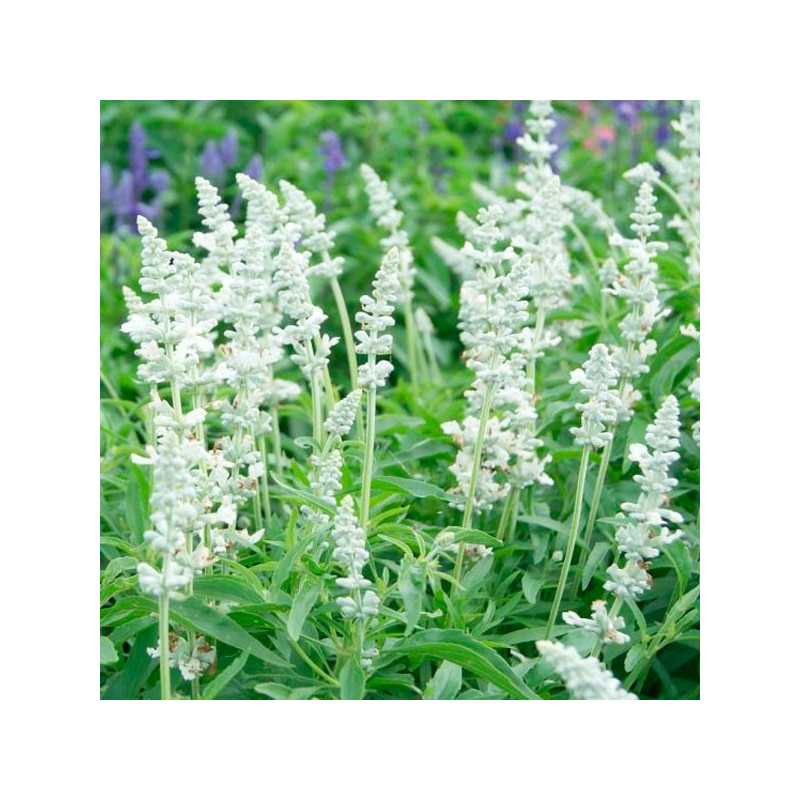 Salvia 1000 Semillas farinacea Evolution White Flor Maceta Estacional 71.186441 Salvia 1000 Semillas farinacea Evolution White Salvia 1000 Semillas farinacea Evolution White Flor Maceta Estacional 71.186441 Salvia 1000 Semillas farinacea Evolution White