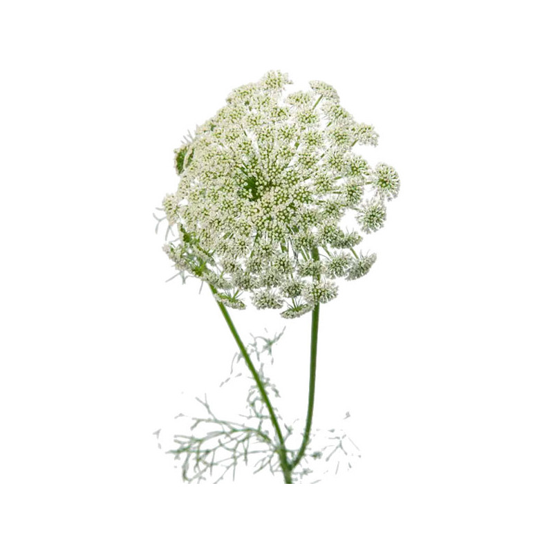  Viznaga 1000 Semillas Ammi Visnaga Casablanca Flor Corte 59.322034 Viznaga 1000 Semillas Ammi Visnaga Casablanca Flor Corte
Ger