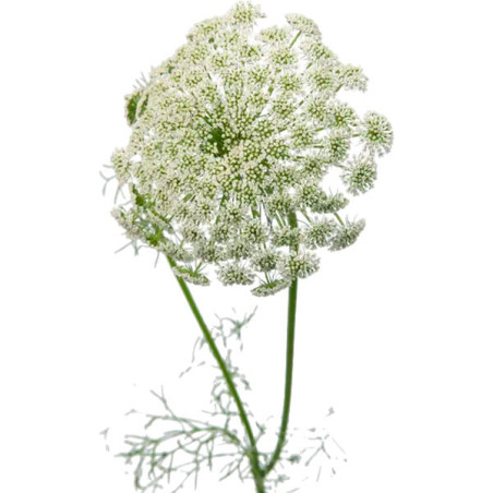  Viznaga 1000 Semillas Ammi Visnaga Casablanca Flor Corte 59.322034 Viznaga 1000 Semillas Ammi Visnaga Casablanca Flor Corte
Ger