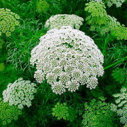  Viznaga 1000 Semillas Ammi Visnaga Casablanca Flor Corte 59.322034 Viznaga 1000 Semillas Ammi Visnaga Casablanca Flor Corte
Ger