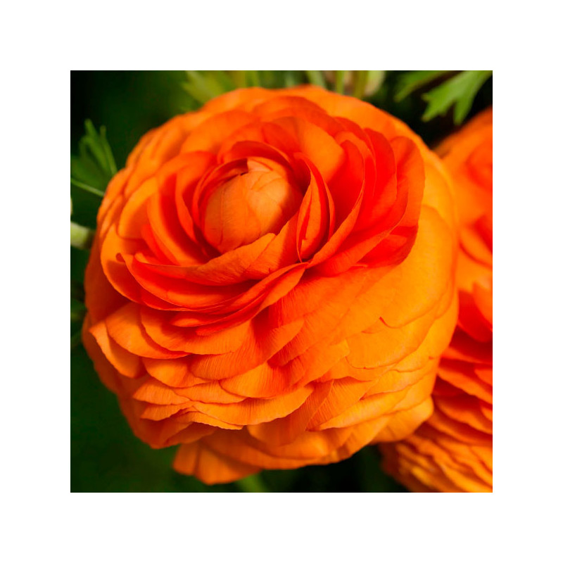 Ranunculo 500 Semillas Ranunculus asiaticus Bloomingdale II Orange Shade PLT Flor Maceta 209.322034 Ranunculo 500 Semillas Ranu Ranunculo 500 Semillas Ranunculus asiaticus Bloomingdale II Orange Shade PLT Flor Maceta 209.322034 Ranunculo 500 Semillas Ranu