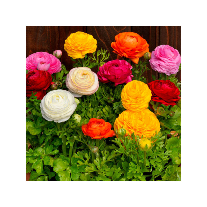  Ranunculo 500 Semillas Ranunculus asiaticus Bloomingdale Mix II PLT Flor Maceta 215.254237 Ranunculo 500 Semillas Ranunculus as