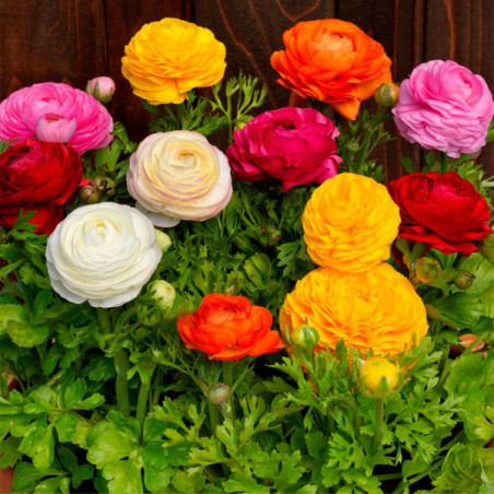  Ranunculo 500 Semillas Ranunculus asiaticus Bloomingdale Mix II PLT Flor Maceta 215.254237 Ranunculo 500 Semillas Ranunculus as