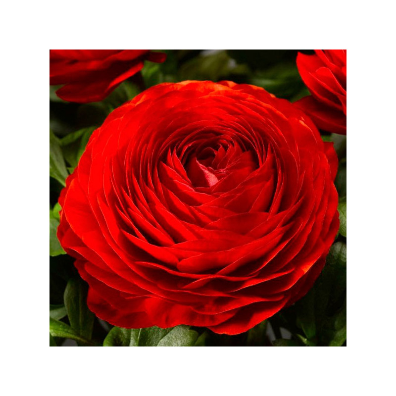  Ranunculo 1000 Semillas Ranunculus asiaticus Magic Red PLT Flor Maceta 350 Ranunculo 1000 Semillas Ranunculus asiaticus Magic R