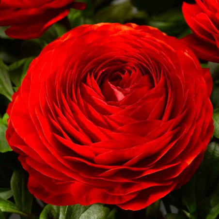  Ranunculo 1000 Semillas Ranunculus asiaticus Magic Red PLT Flor Maceta 350 Ranunculo 1000 Semillas Ranunculus asiaticus Magic R