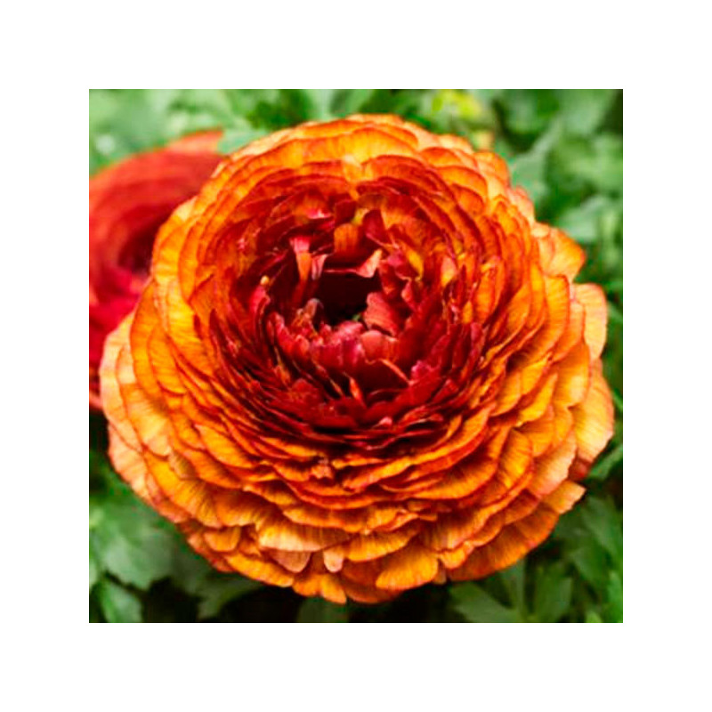 Ranunculo 1000 Semillas Ranunculus asiaticus Mache Chocolate PLT Flor Maceta 350 Ranunculo 1000 Semillas Ranunculus asiaticus M Ranunculo 1000 Semillas Ranunculus asiaticus Mache Chocolate PLT Flor Maceta 350 Ranunculo 1000 Semillas Ranunculus asiaticus M