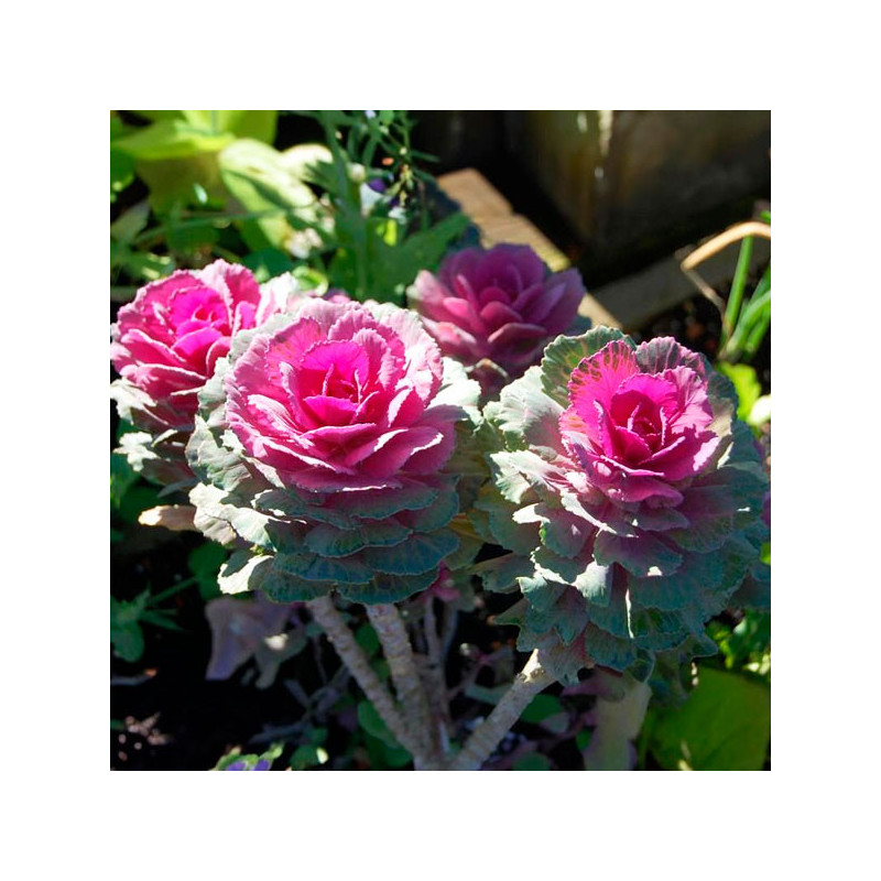 Col Ornamental 1000 Semillas Brassica oleracea Flower Kale Crane Red Flor Corte 140.677966 Col Ornamental 1000 Semillas Brassic Col Ornamental 1000 Semillas Brassica oleracea Flower Kale Crane Red Flor Corte 140.677966 Col Ornamental 1000 Semillas Brassic