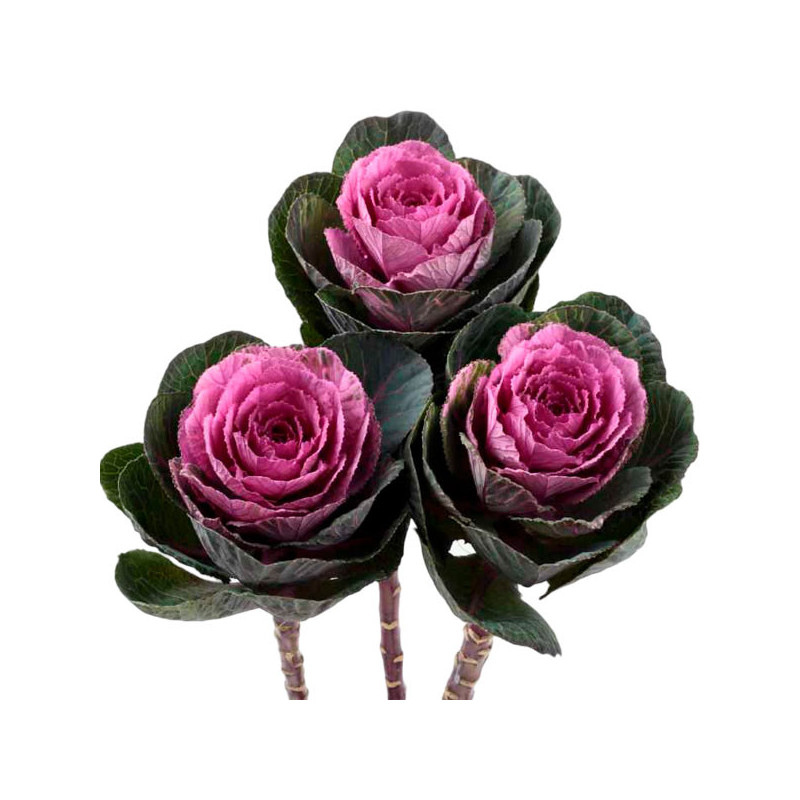 Col Ornamental 1000 Semillas Brassica oleracea Flower Kale Condor Red Flor Corte 140.677966 Col Ornamental 1000 Semillas Brassi Col Ornamental 1000 Semillas Brassica oleracea Flower Kale Condor Red Flor Corte 140.677966 Col Ornamental 1000 Semillas Brassi