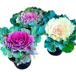  Col Ornamental 1000 Semillas Brassica oleracea Flower Kale Pigeon Mix Flor Corte 146.610169 Col Ornamental 1000 Semillas Brassi